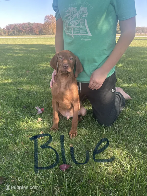 Blue Boy – Vizsla puppy for sale in Hillsboro, OH
