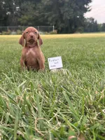 Purple girl, a female Vizsla for sale in Hillsboro, OH – 2 of 3