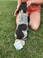Yellow girl, a female German Shorthaired Pointer for sale in Hillsboro, OH – 4 of 4