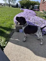 Black Boy, a male German Shorthaired Pointer for sale in Hillsboro, OH – Photo 4 of 4
