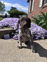 Black Boy, a male German Shorthaired Pointer for sale in Hillsboro, OH – Photo 1 of 4