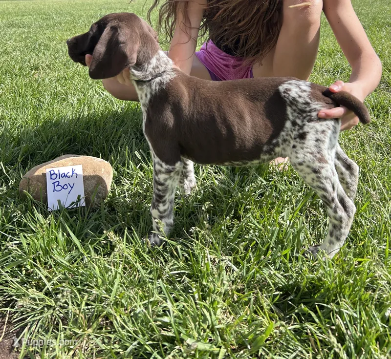 Black Boy – German Shorthaired Pointer puppy for sale in Hillsboro, OH