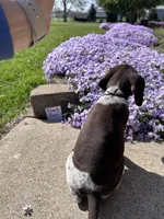 Black Boy, a male German Shorthaired Pointer for sale in Hillsboro, OH – Photo 2 of 4