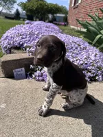 Black Boy, a male German Shorthaired Pointer for sale in Hillsboro, OH – Photo 3 of 4