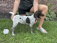 Teal girl, a female German Shorthaired Pointer for sale in Hillsboro, OH – 1 of 4