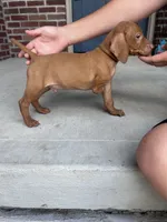 Brown Boy, a male Vizsla for sale in Hillsboro, OH – 3 of 3