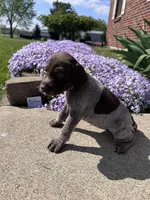 Yellow Girl, a female German Shorthaired Pointer for sale in Hillsboro, OH – Photo 2 of 5