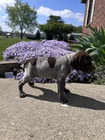 Yellow Girl, a female German Shorthaired Pointer for sale in Hillsboro, OH – Photo 5 of 5