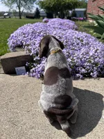 Yellow Girl, a female German Shorthaired Pointer for sale in Hillsboro, OH – Photo 3 of 5
