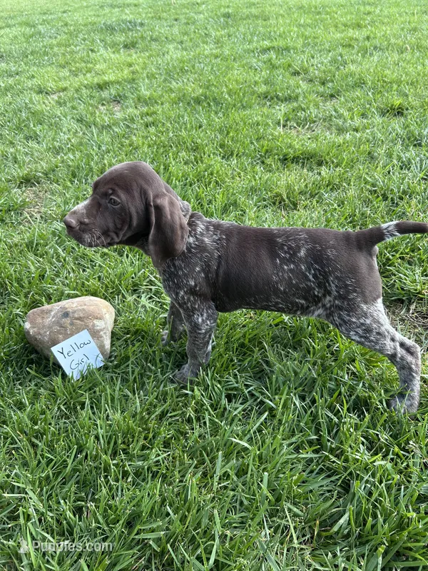 Yellow Girl – German Shorthaired Pointer puppy for sale in Hillsboro, OH