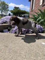 Yellow Girl, a female German Shorthaired Pointer for sale in Hillsboro, OH – Photo 1 of 5