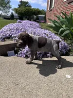 Yellow Girl, a female German Shorthaired Pointer for sale in Hillsboro, OH – Photo 4 of 5