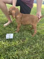Orange boy, a male Vizsla for sale in Hillsboro, OH – 4 of 4