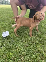 Pink girl, a female Vizsla for sale in Hillsboro, OH – 4 of 4