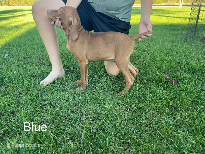 Blue Boy – Vizsla puppy for sale in Hillsboro, OH