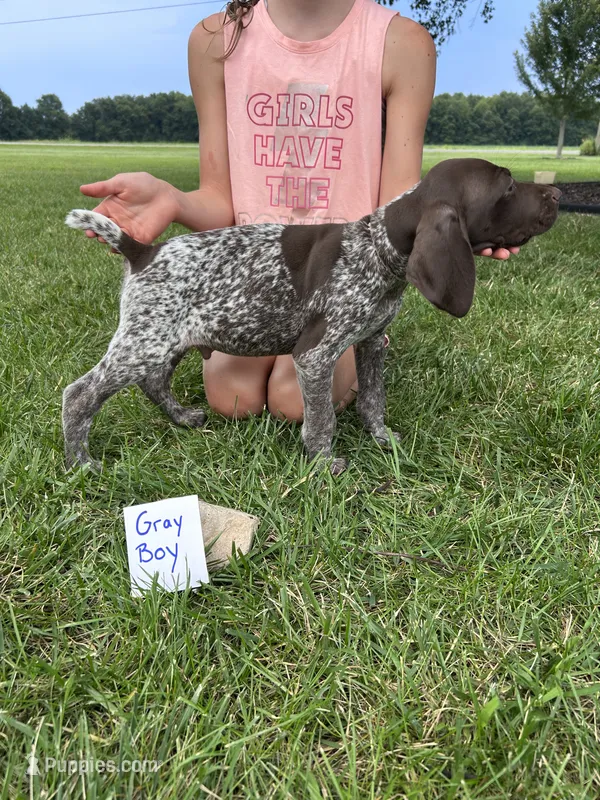 Gray boy – German Shorthaired Pointer puppy for sale in Hillsboro, OH