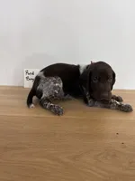 Red boy, a male German Shorthaired Pointer for sale in Hillsboro, OH – 4 of 4