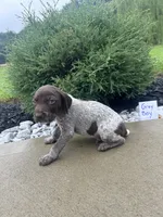 Gray boy, a male German Shorthaired Pointer for sale in Hillsboro, OH – 5 of 5