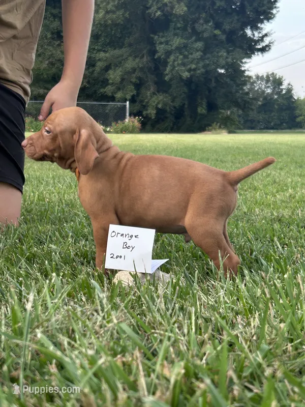 Orange boy – Vizsla puppy for sale in Hillsboro, OH