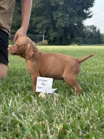 Orange boy, a male Vizsla for sale in Hillsboro, OH – 1 of 3