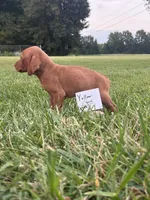 Yellow girl, a female Vizsla for sale in Hillsboro, OH – 2 of 2