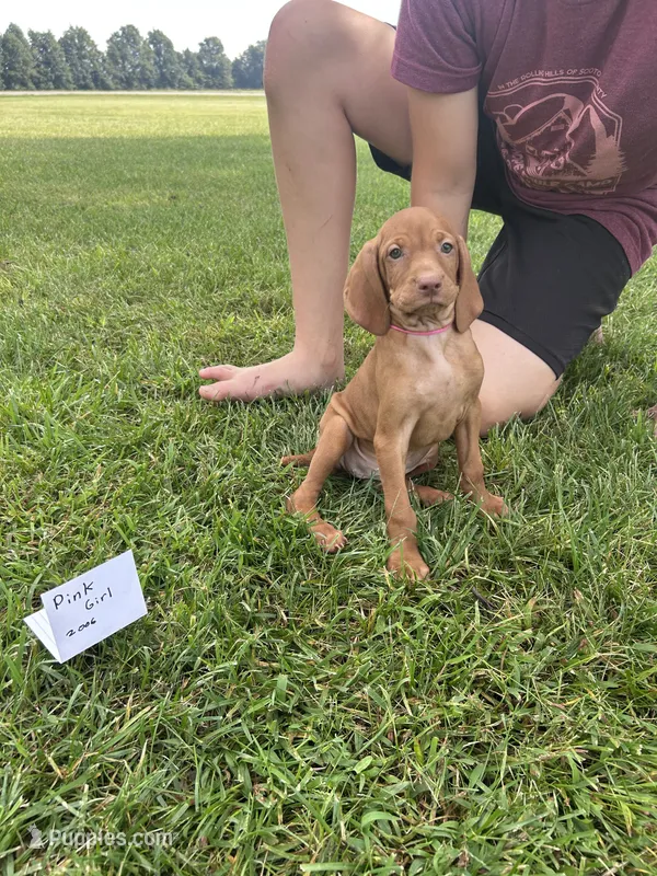 Pink girl – Vizsla puppy for sale in Hillsboro, OH
