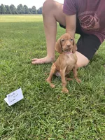 Pink girl, a female Vizsla for sale in Hillsboro, OH – 1 of 4