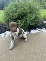 Black girl, a female German Shorthaired Pointer for sale in Hillsboro, OH – 1 of 4