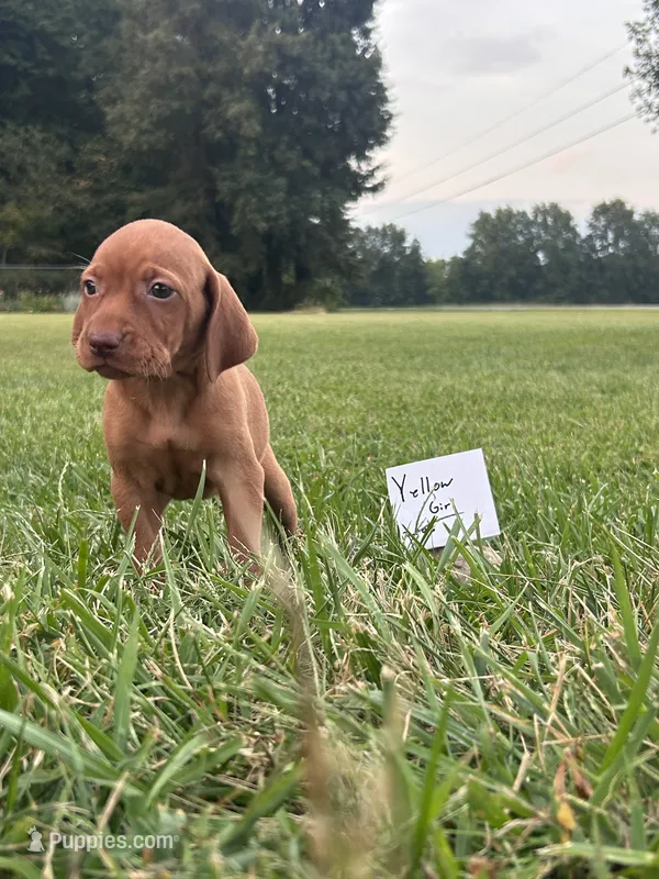 Yellow girl – Vizsla puppy for sale in Hillsboro, OH
