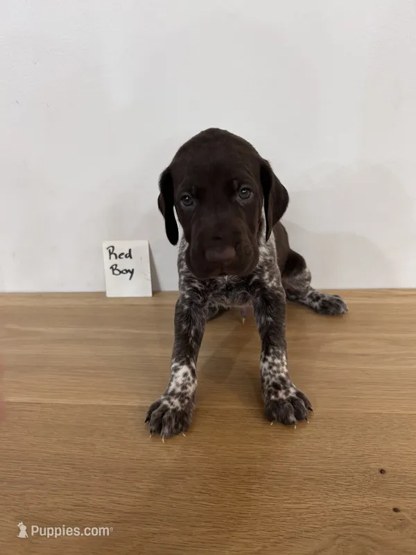 Red boy – German Shorthaired Pointer puppy for sale in Hillsboro, OH
