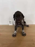 Red boy, a male German Shorthaired Pointer for sale in Hillsboro, OH – 1 of 4