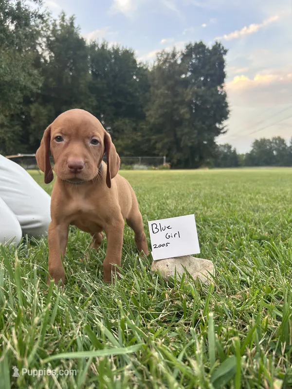 Blue girl – Vizsla puppy for sale in Hillsboro, OH
