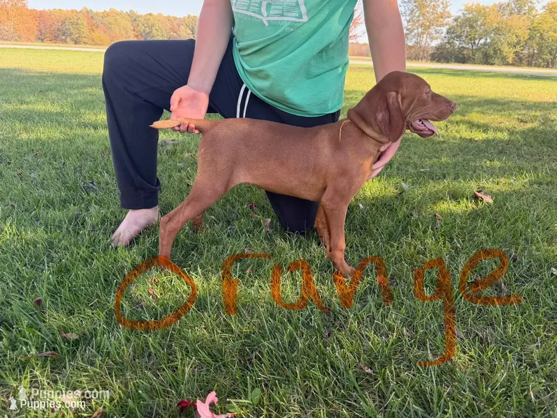 Orange boy – Vizsla puppy for sale in Hillsboro, OH