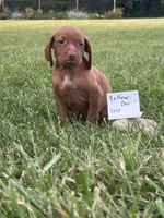 Yellow boy, a male Vizsla for sale in Hillsboro, OH – 3 of 3