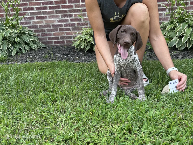 Black girl – German Shorthaired Pointer puppy for sale in Hillsboro, OH