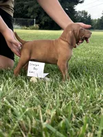 Orange boy, a male Vizsla for sale in Hillsboro, OH – 2 of 3