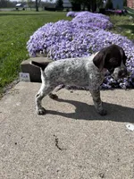 Pink Girl, a female German Shorthaired Pointer for sale in Hillsboro, OH – Photo 4 of 4