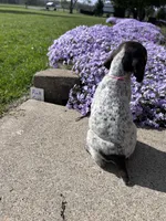 Pink Girl, a female German Shorthaired Pointer for sale in Hillsboro, OH – Photo 2 of 4