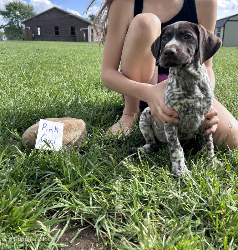 Pink Girl – German Shorthaired Pointer puppy for sale in Hillsboro, OH