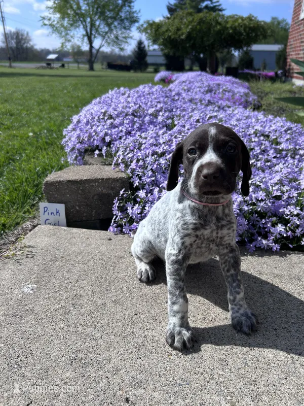 Pink Girl – German Shorthaired Pointer puppy for sale in Hillsboro, OH