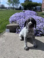 Pink Girl, a female German Shorthaired Pointer for sale in Hillsboro, OH – Photo 1 of 4