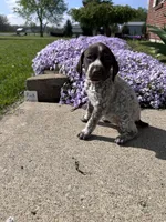 Pink Girl, a female German Shorthaired Pointer for sale in Hillsboro, OH – Photo 3 of 4