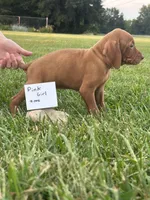 Pink girl, a female Vizsla for sale in Hillsboro, OH – 2 of 2
