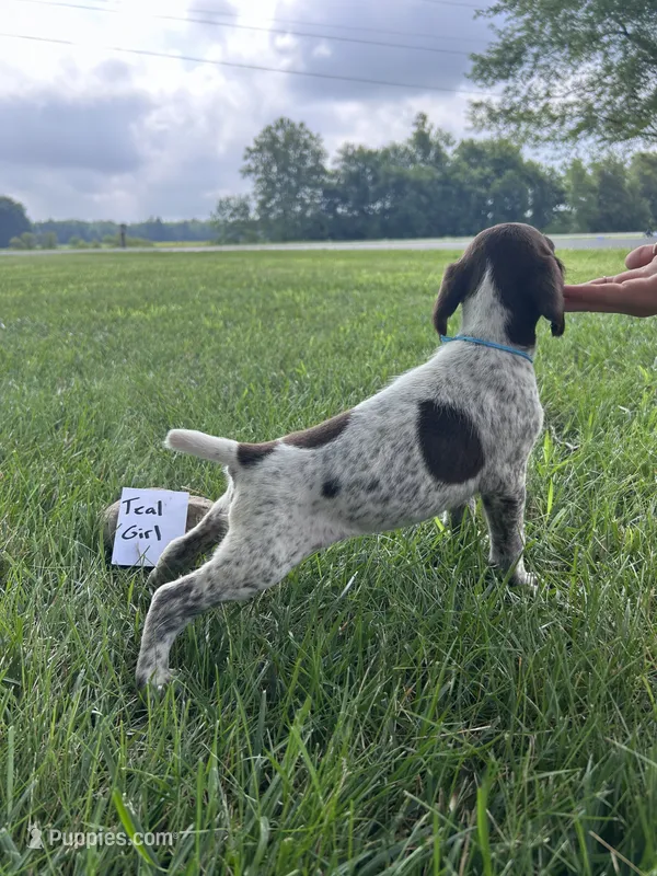Teal girl – German Shorthaired Pointer puppy for sale in Hillsboro, OH