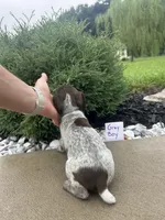 Gray boy, a male German Shorthaired Pointer for sale in Hillsboro, OH – 2 of 5