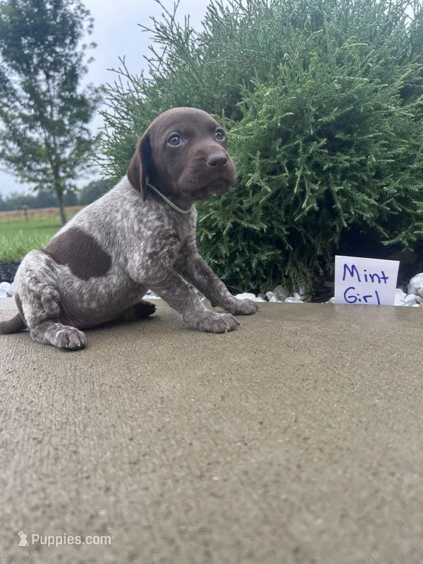 Mint girl – German Shorthaired Pointer puppy for sale in Hillsboro, OH
