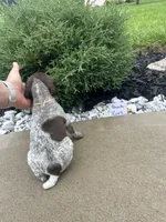 Peach girl, a female German Shorthaired Pointer for sale in Hillsboro, OH – 3 of 4