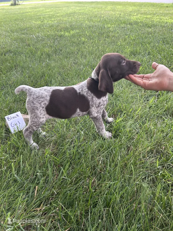 Black girl – German Shorthaired Pointer puppy for sale in Hillsboro, OH