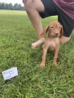 Purple girl, a female Vizsla for sale in Hillsboro, OH – 3 of 4