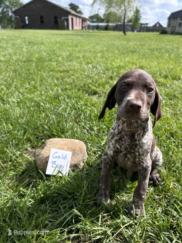Gold Boy – German Shorthaired Pointer puppy for sale in Hillsboro, OH